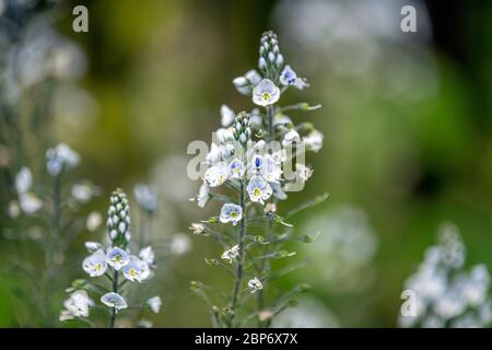 Wilde Blumen mit verschwommenem Hintergrund Mai 2020 Stockfoto