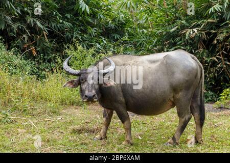 Wasserbüffel oder Hauswasserbüffel in vietnam. Stockfoto