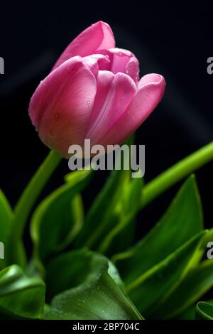 Tulpen auf schwarzem Hintergrund Stockfoto