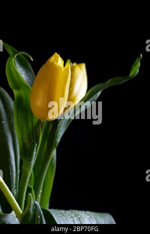 Gelbe Tulpe auf schwarzem Hintergrund Stockfoto