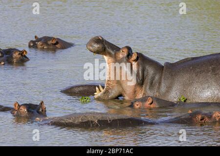 Erwachsene Hippo Gähnen umgeben von anderen Hippo Kruger Park Südafrika Stockfoto
