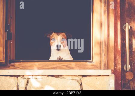 Der Hund, der durch das Fenster schaut, will spazieren gehen, muss aber zu Hause bleiben Stockfoto