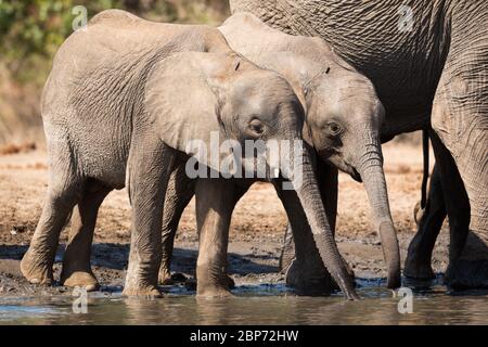 Afrikanische Elefanten an einem Wasserloch in Mana Pools National Par, Simbabwe Stockfoto