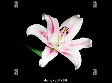 Studio-Nahaufnahme einer einzelnen weißen Lilienblume (lilium) mit rosa Streifen in der Mitte des Blattes und Pollen isoliert auf schwarz. Stockfoto