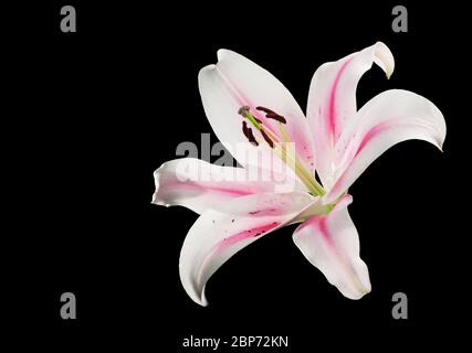 Studio-Nahaufnahme einer einzelnen weißen Lilienblume (lilium) mit rosa Streifen in der Mitte des Blattes und Pollen isoliert auf schwarz. Stockfoto