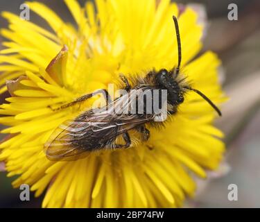 Dorsale Ansicht von Male Andrena clarkella Bergbau Biene auf koltsfoot Wildblume. Tipperary, Irland Stockfoto