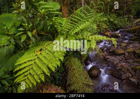 Üppige tropische Vegetation auf dem Wolkenwaldboden im Nationalpark La Amistad, Provinz Chiriqui, Republik Panama. Stockfoto