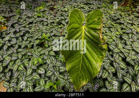 Üppige tropische Vegetation auf dem Wolkenwaldboden im Nationalpark La Amistad, Provinz Chiriqui, Republik Panama. Stockfoto