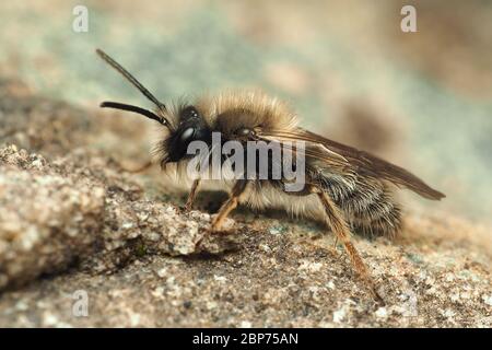 Männchen Andrena clerkella Bergbau Biene in Ruhe auf dem Boden. Tipperary, Irland Stockfoto