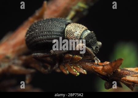 Nuss-Blattweevil (Strophosoma melanogrammum) auf Heidezweig ruhend. Tipperary, Irland Stockfoto