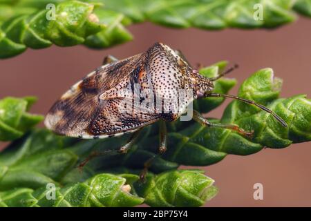 Elternkäfer (Elasmucha grisea) auf immergrünen Baum. Tipperary, Irland Stockfoto