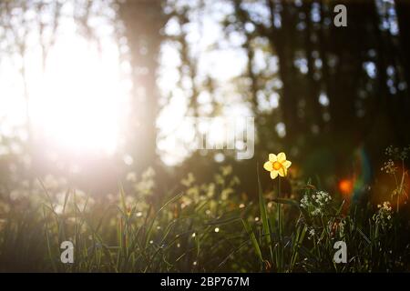 Eine Narzisse wird von der frühen Morgensonne in einem Park im Osten von Belfast, Nordirland, erhellt. Stockfoto