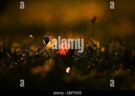 Ein gefallenes Blatt wird von der Sonne beleuchtet, wenn es über dem Orangefield Park im Osten von Belfast, Nordirland, aufgeht. Stockfoto