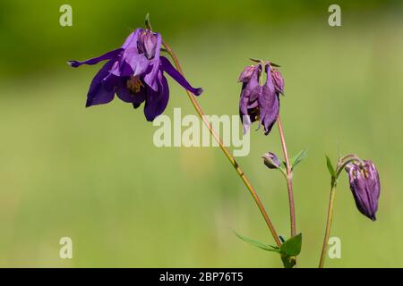 Nahaufnahme einer gemeinsamen Columbine-Blume mit grünem Bokeh und Kopieraum, Aquilegia vulgaris oder Gemeine Akelei Stockfoto