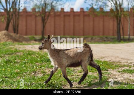 Eine kleine gefleckte Ziege auf einem grünen Rasen. Stockfoto