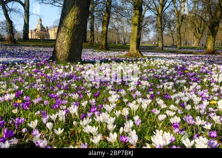 Wunderschöne bunte Frühlingskrusten, Rasen, Cartwright Hall Kunstgalerie (historisches Museum) & blauer Himmel - sonniger Lister Park Bradford, England, Großbritannien Stockfoto