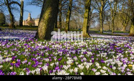 Wunderschöne bunte Frühlingskrusten, Rasen, Cartwright Hall Kunstgalerie (historisches Museum) & blauer Himmel - sonniger Lister Park Bradford, England, Großbritannien Stockfoto