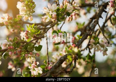 Blütenknospen von Apfelbaum Nahaufnahme. Apfelbaum blüht im Frühjahr Stockfoto