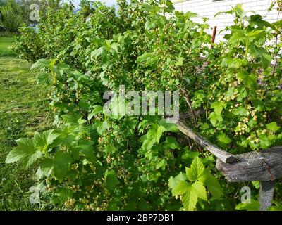 Der Busch der Johannisbeere mit grünem Blatt durch Frühling.Grüner Hintergrund auf Straße am Sonnentag Stockfoto