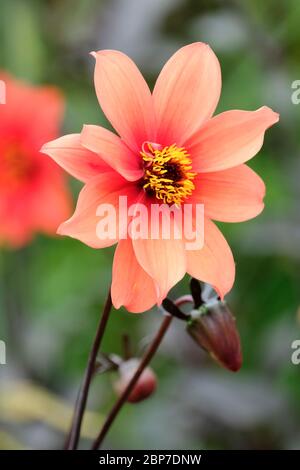 Nahaufnahme der orangefarbenen Blume von Dahlia Orange Pathfinder Stockfoto