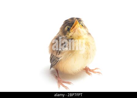 Junger Zitting Cisticola Vogel (Cisticola juncidis) isoliert auf weißem Hintergrund Stockfoto