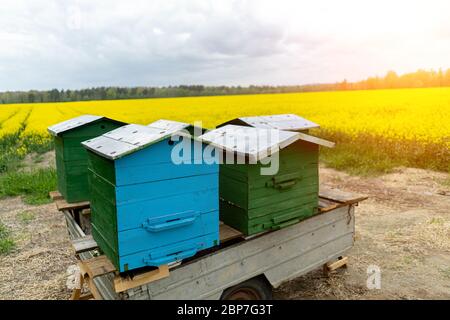 Umweltfreundliche Bienenzucht. Mobile Bienenstöcke mitten auf einem Rapsfeld Stockfoto