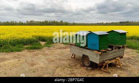 Mobile Bienenstöcke mitten in einem Rapsfeld Stockfoto