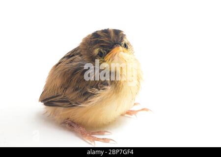 Junger Zitting Cisticola Vogel (Cisticola juncidis) isoliert auf weißem Hintergrund Stockfoto