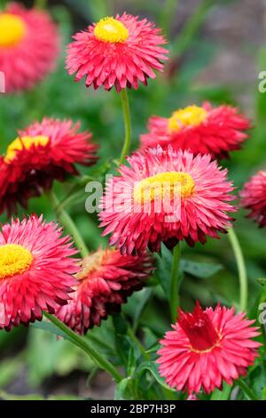 Nahaufnahme von Xerochrysum bracteatum 'Sunbrella Red', Strohblume. Helichrysum bracteatum 'Sunbrella Red'. Bracteantha Sunbrella 'Red' Stockfoto