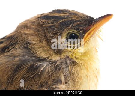 Junger Zitting Cisticola Vogel (Cisticola juncidis) isoliert auf weißem Hintergrund Stockfoto