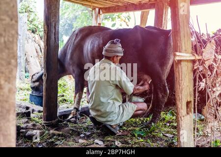 Kathmandu, Nepal - 19. Oktober 2018 : Mann Melken eines Büffels im ländlichen Dorf Nepal.Nepalesisches Dorfleben Stockfoto