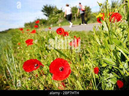 18. Mai 2020, Nordrhein-Westfalen, Mülheim: An einem sonnigen Montagmorgen wandern die Wanderer am Rande des Feldes an roten Mohnblumen vorbei. Foto: Roland Weihrauch/dpa Stockfoto