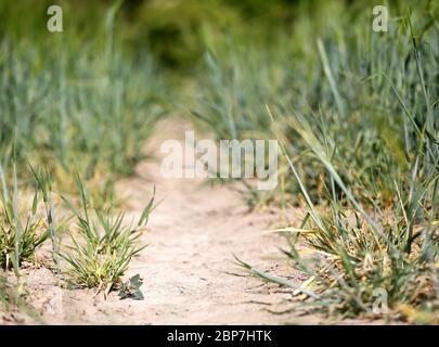 18. Mai 2020, Nordrhein-Westfalen, Mülheim: Gerste hat in der ausgetrocknten Erde eines Feldes Schwierigkeiten zu gedeihen. Aufgrund der anhaltenden Dürre erwarten die Landwirte in NRW eine geringere Getreideernte. Foto: Roland Weihrauch/dpa Stockfoto