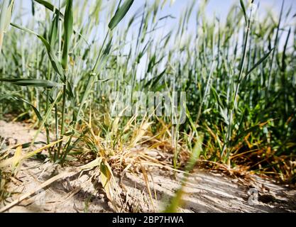 18. Mai 2020, Nordrhein-Westfalen, Mülheim: Gerste hat in der ausgetrocknten Erde eines Feldes Schwierigkeiten zu gedeihen. Aufgrund der anhaltenden Dürre erwarten die Landwirte in NRW eine geringere Getreideernte. Foto: Roland Weihrauch/dpa Stockfoto