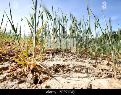 18. Mai 2020, Nordrhein-Westfalen, Mülheim: Gerste hat in der ausgetrocknten Erde eines Feldes Schwierigkeiten zu gedeihen. Aufgrund der anhaltenden Dürre erwarten die Landwirte in NRW eine geringere Getreideernte. Foto: Roland Weihrauch/dpa Stockfoto