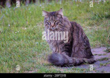 Langhaarige norwegische Waldkatze auf dem Gras sitzend Stockfoto
