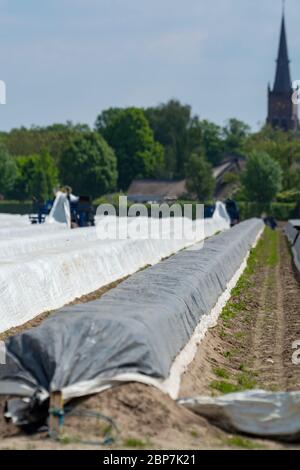 Saisonarbeiter aus östlichen EU-Ländern ernten im Frühjahr weißen Spargel auf landwirtschaftlichen Feldern in Nehmerland Stockfoto