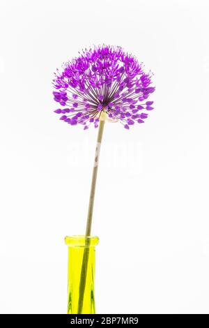 Eine einzelne lila Allium hollandicum Purple Sensation in einer schlanken gelb-grün zu Glas Vase auf weißem Hintergrund. Der Blütenstand besteht aus Dolden Stockfoto