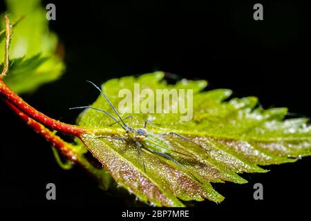 Makroansicht einer geflügelten grünen Blattlaus mit langen Antennen auf einem silbernen Birkenblatt in einem Garten in Surrey, Südostengland im Frühjahr (Körperlänge c.. 2 mm) Stockfoto