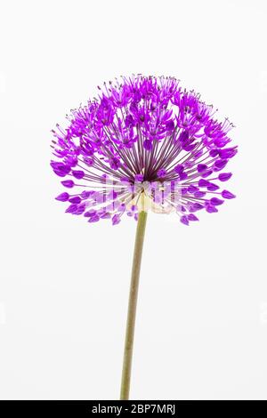 Ein einzelner Stamm von lila Allium hollandicam Purple Sensation Blume aus der Nähe vor einem weißen Hintergrund gesehen. Der Blütenstand besteht aus Dolden Stockfoto