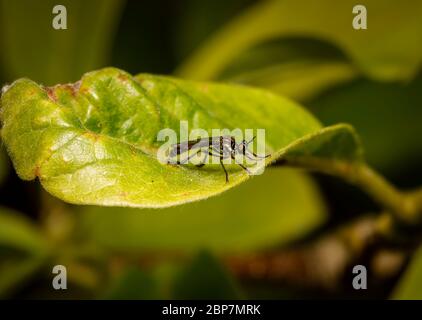 Langbeinfliege, die Semaphore-Fliege, Poecilobothrus nobilitatus, steht im Frühjahr auf einem Blatt in einem Garten in Surrey, England Stockfoto