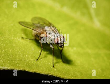 Makroansicht einer grauen Flesh-Fliege, Sarcophaga carnaria, die im Frühjahr regungslos auf einem grünen Blatt in einem Garten in Surrey, England, steht Stockfoto