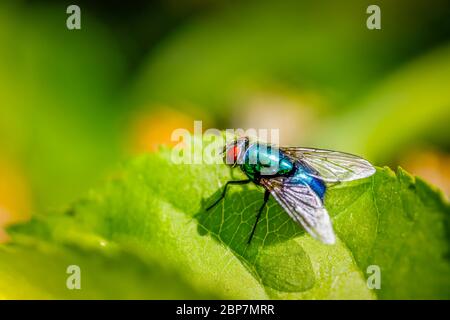 Eine gewöhnliche grüne Flaschenfliege (Lucilia sericata), oder Aas fliegen, Blauflasche, Greenbottle, oder Cluster fliegen auf einem Blatt im Frühjahr in einem Garten in Surrey, Großbritannien Stockfoto