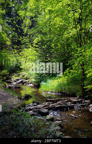 Biela Tal in Sachsen Stockfoto