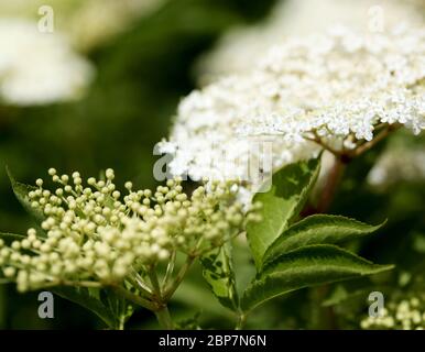 18. Mai 2020, Nordrhein-Westfalen, Mülheim: Schwarzer Ältester, Sambucus nigra, auch Elder oder Elder genannt, aufgenommen am Montagmorgen bei Sonnenschein. Foto: Roland Weihrauch/dpa Stockfoto