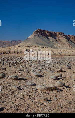 Israel, Negev Wüstenlandschaft. Das Bulbus Felde vor dem Mount Zin. Bulbus ist ein arabischer Name für Kartoffeln. Diese kartoffelförmigen Felsen sind foun Stockfoto