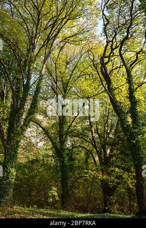 Frühe Herbst Low Angle View Grüne Bäume mit Laub auf dem Boden im Wald Stockfoto