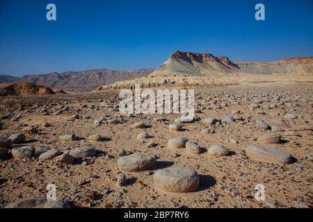 Israel, Negev Wüstenlandschaft. Das Bulbus Felde vor dem Mount Zin. Bulbus ist ein arabischer Name für Kartoffeln. Diese kartoffelförmigen Felsen sind foun Stockfoto