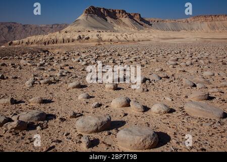 Israel, Negev Wüstenlandschaft. Das Bulbus Felde vor dem Mount Zin. Bulbus ist ein arabischer Name für Kartoffeln. Diese kartoffelförmigen Felsen sind foun Stockfoto