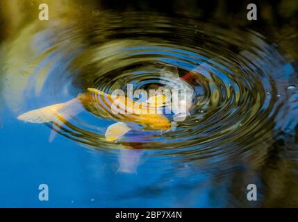 ginrin hariwake Sorte Koi (japanisch: Wörtlich "Brokatkarpfen"), sind dekorative domestizierte Sorten des gemeinsamen Karpfen (Cyprinus carpio), die sind Stockfoto